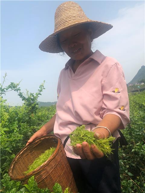 地方志在申请地理标志商标_三维标志商标有哪些_中国绿色食品商标标志