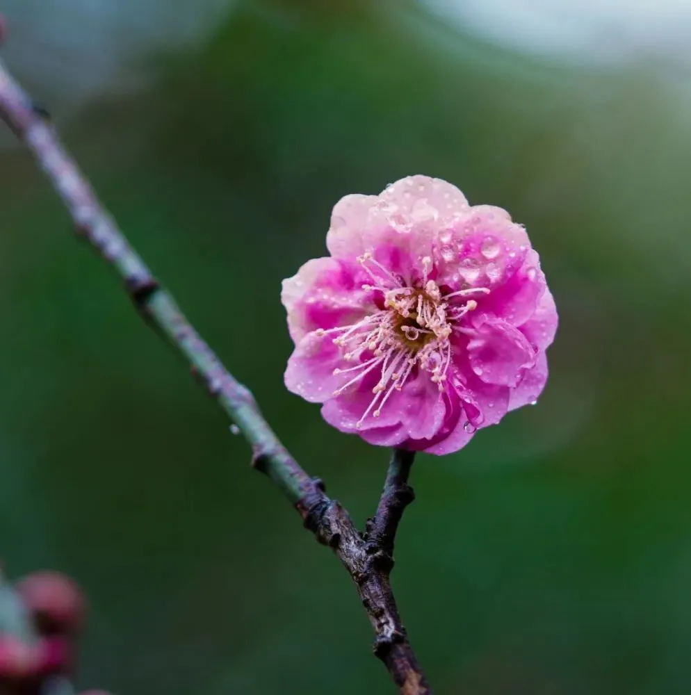 道学课堂梅花易数预测数_易道学李彦龙结婚照片_中国梅花预测网 免费