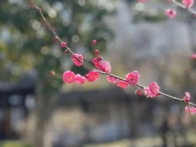 易道学李彦龙结婚照片_中国梅花预测网 免费_道学课堂梅花易数预测数