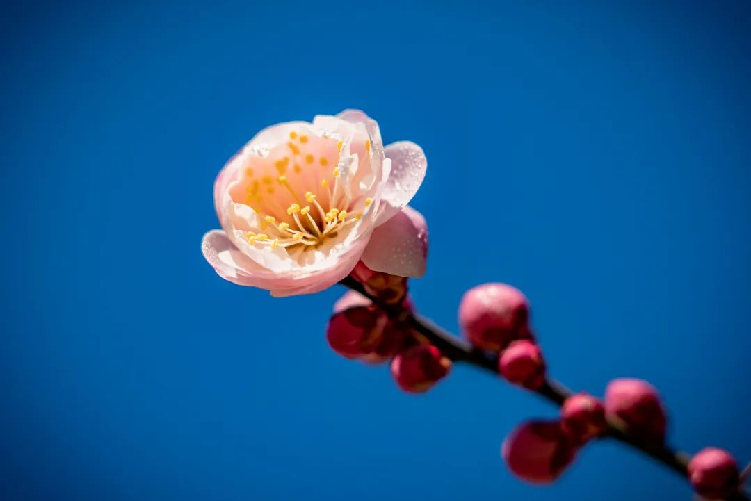 八字命宫太阳_命宫太阳什么意思_命理十二宫太阳