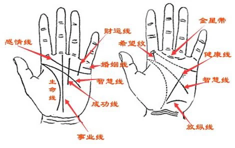 十大面相分析_手相九大纹路图解女人面相_九大面相图解纹路手相女人图片